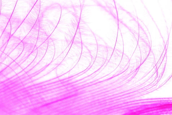 Purple Color Feather Macro Detail Van Elke Dunne Lijn Concept — Stockfoto