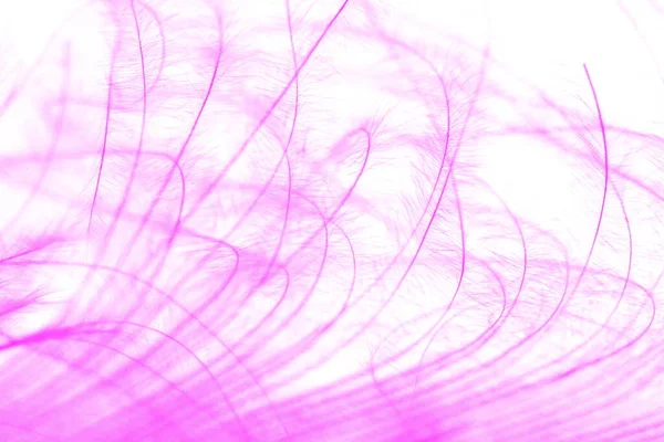 Purple Color Feather Macro Detail Van Elke Dunne Lijn Concept — Stockfoto