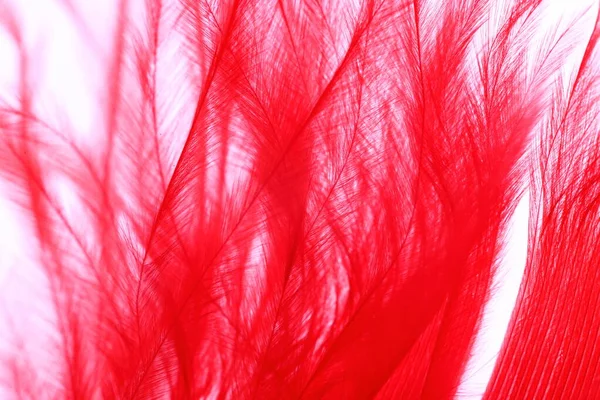 Pluma Color Rojo Macro Detalle Cada Línea Delgada Concepto Libertad — Foto de Stock