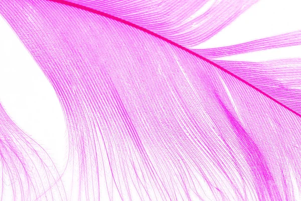 Mor Renkli Tüy Her Ince Çizginin Makro Detayı Özgürlük Kavramı — Stok fotoğraf