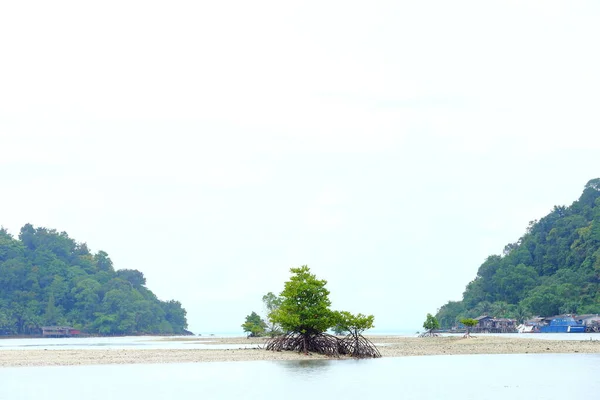 A Little Mangrove Tree on Empty sand area, forest background, conccept hope and future of life