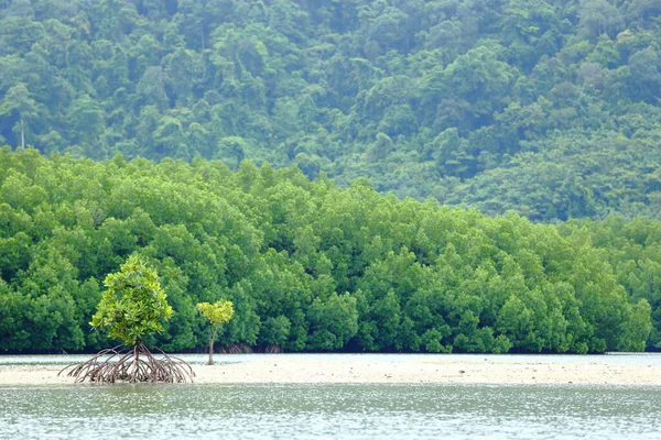 Ein Kleiner Mangrovenbaum Auf Einer Leeren Sandfläche Waldhintergrund Hoffnung Und — Stockfoto