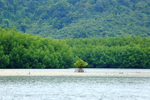 Uma Pequena Árvore Mangue Área Areia Vazia Fundo Florestal Conceber — Fotografia de Stock