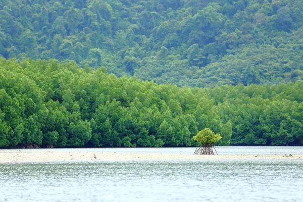 Ein Kleiner Mangrovenbaum Auf Einer Leeren Sandfläche Waldhintergrund Hoffnung Und — Stockfoto