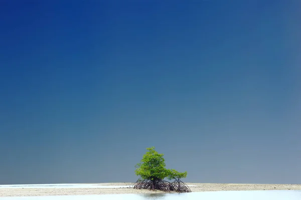 Piccolo Albero Mangrovie Sulla Zona Sabbia Vuota Sfondo Blu Cielo — Foto Stock