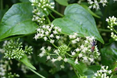 Küçük çiçeğin beyaz çiçeklerinde uçan böceğe yakın dur, yeşil yaprak