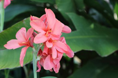 Pembe çiçek grubu yeşil yaprak ve gölge arkaplan üzerinde çiçek açar, metin ve logo için boşluk kopyalar