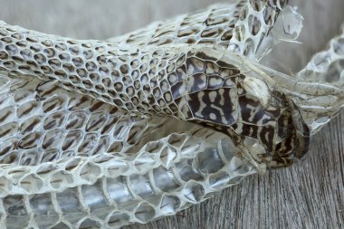 Very Long White Shedding Snake Skin on Wooden Floor, close up Macro selective focus, blur some spots clipart