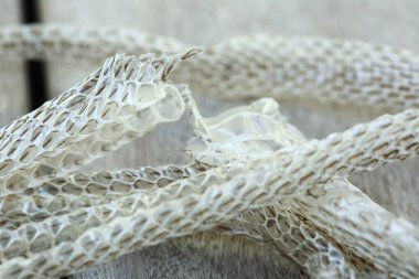 Tahta zeminde çok uzun beyaz deri döken yılan derisi, Makro seçici odağı kapat, bazı noktaları bulanıklaştır