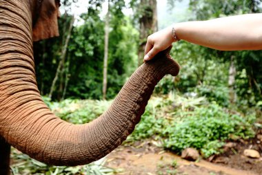 Tamed Elephant in jungle deep forest for Tourism, Lonely big one chain to the tree, touch with human hand clipart