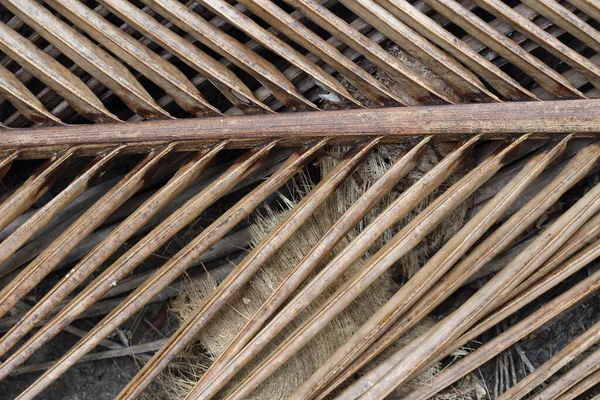 Foglie Cocco Essiccate Sul Giardino Pedonale Sul Campo Argriculturale — Foto Stock