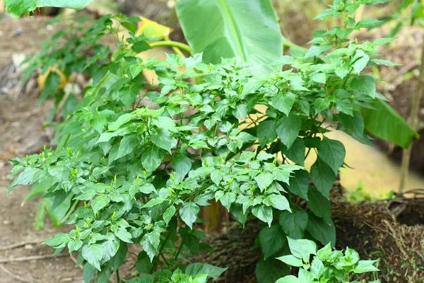 Chili Plant Met Bloemen Jonge Groene Chili — Stockfoto