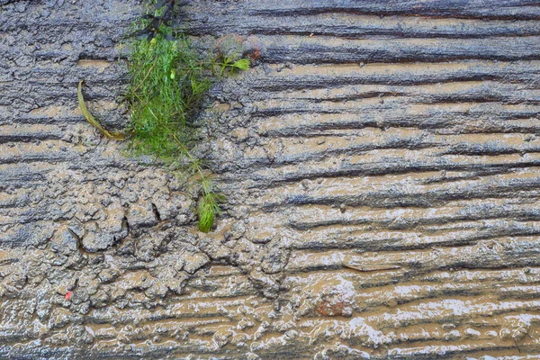 Holztafel Unter Wasser Nass Mit Schlamm Und Erde Grünes Unkraut — Stockfoto