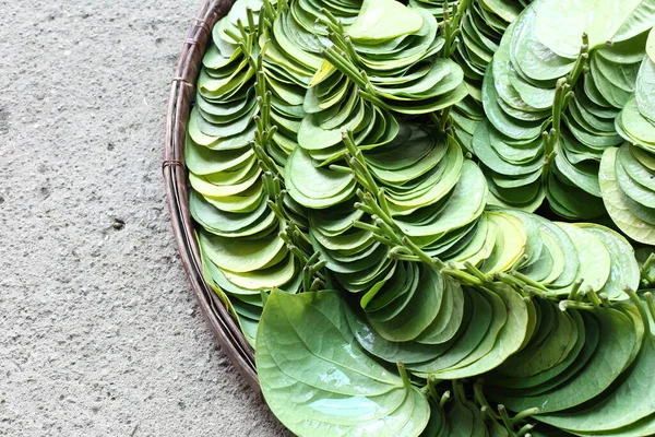 Packs of fresh green Betel leafs arrange on Rattan Round basket on concrete floor, ready to delivery