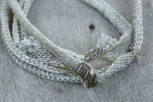 Pele Branca Muito Longa Serpente Derramamento Assoalho Madeira Perto Foco — Fotografia de Stock