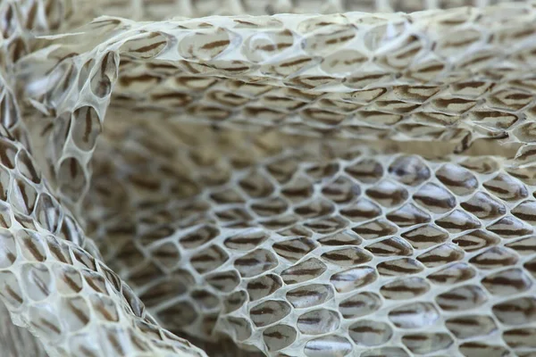 Very Long White Shedding Snake Skin on Wooden Floor, close up Macro selective focus, blur some spots