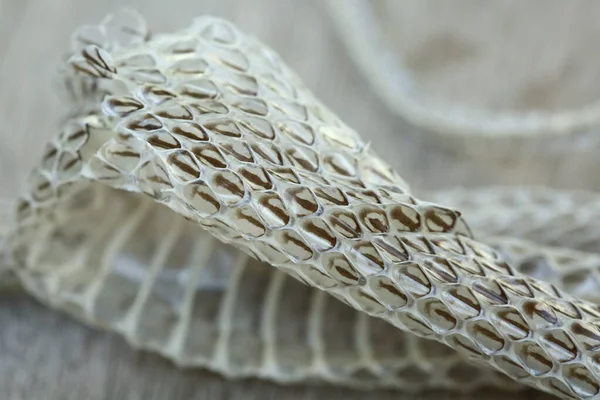 Piel Serpiente Muda Blanca Muy Larga Piso Madera Enfoque Selectivo — Foto de Stock