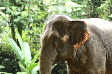 Ormanın derinliklerindeki evcilleştirilmiş fil turizm için, yapayalnız büyük bir zincir ağaca zincirlenir ve ziyaretçinin beslenmesini bekler.