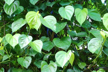 Ağaçtaki yeşil taze bahis yaprağı, yakın plan.