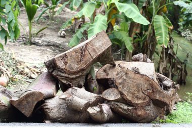 Ağaç kesme, orman kesme, ormandaki kereste, makineyle kesme.