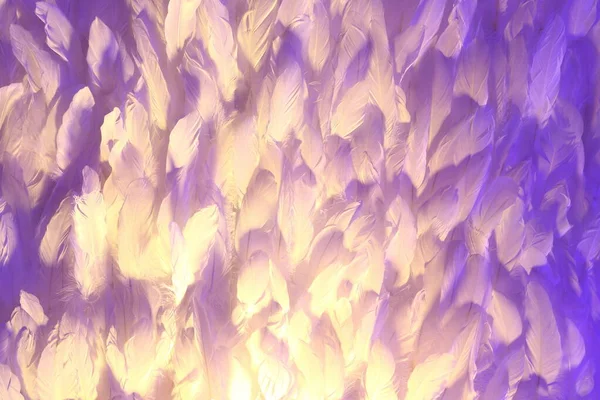 イベント主催者のための壁の背景に多くの白い羽の鳥を飾るとアートの背景としてカラフルなLed光で照明の変更 — ストック写真