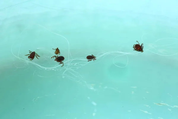 Group of Many Dog Ticks with white dog's hair in water green bowl, selective focus macro