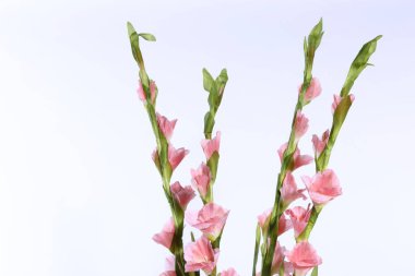 Kırmızı Portakal buketi Roma sütun kavanozu vazosundaki birçok çiçek suni, stüdyo beyaz arka plan aydınlatması