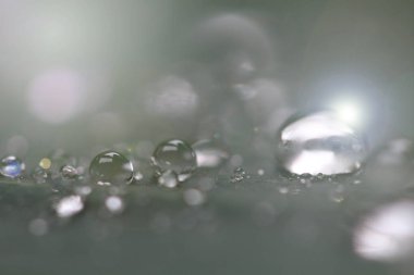 Şiddetli yağmur bahçedeki yeşil büyük yaprağa düşer, konsept sadece tropikal alan ve çiğ tanecikleri çok güzel, yakın çekim, seçici odak, bazı kısımları bulanıklaştırır