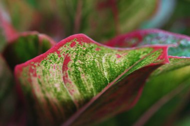 Gece Işığı Fotoğraf: Tropikal bitki ağacı. Garip yapraklı ve yağmur suyu damladıktan sonra dallı.,