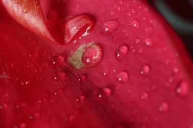 Tropikal Pembe Petel Çiçeğinin Macro Gece Işığı Fotoğrafları Yağmurdan sonra çiğ taneli,