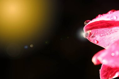 Tropikal Pembe Petel Çiçeğinin Macro Gece Işığı Fotoğrafı. Yağmur damlasından sonra çiğ taneli, tekstil logosu için kopyalama alanı.