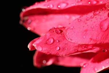 Tropikal Pembe Petel Çiçeğinin Macro Gece Işığı Fotoğrafları Yağmurdan sonra çiğ taneli,