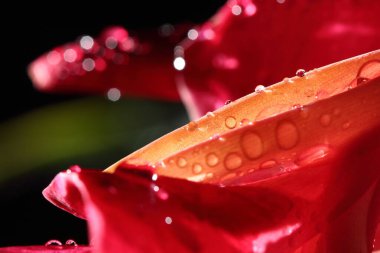 Tropikal Pembe Petel Çiçeğinin Macro Gece Işığı Fotoğrafları Yağmurdan sonra çiğ taneli,