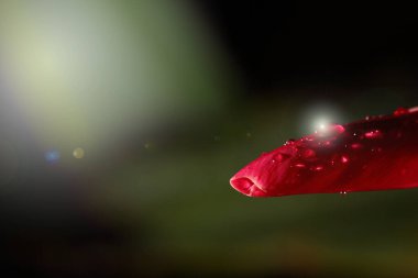 Tropikal Pembe Petel Çiçeğinin Macro Gece Işığı Fotoğrafı. Yağmur damlasından sonra çiğ taneli, tekstil logosu için kopyalama alanı.