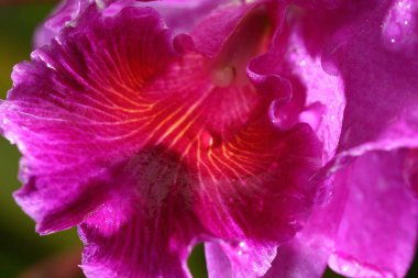 Tropikal Pembe Petel Orkide Çiçeğinin Macro Gece Işığı Fotoğrafları,