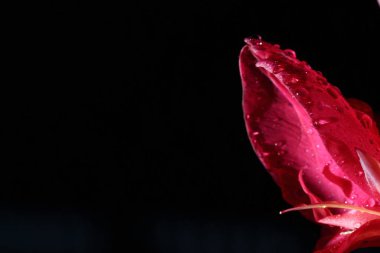 Tropikal Pembe Petel Çiçeğinin Macro Gece Işığı Fotoğrafı. Yağmur damlasından sonra çiğ taneli, tekstil logosu için kopyalama alanı.