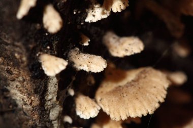 Yağmur mevsiminde küçük beyaz mantarlar, yerdeki eski nemli ahşap, mantar makro fotoğrafçılığı, seçici odak, bulanıklık...