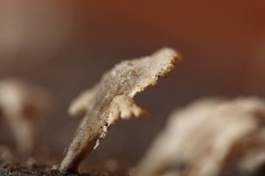 Yağmur mevsiminde küçük beyaz mantarlar, yerdeki eski nemli ahşap, mantar makro fotoğrafçılığı, seçici odak, bulanıklık...