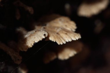 Yağmur mevsiminde küçük beyaz mantarlar, yerdeki eski nemli ahşap, mantar makro fotoğrafçılığı, seçici odak, bulanıklık...