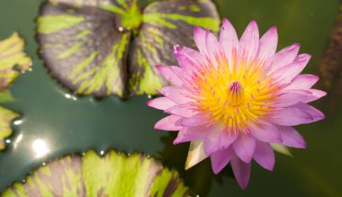 Phink Yellow Gradyan Lotus Çiçeği Polen pedalı ve su havuzundaki yaprak gökyüzü ışığını yansıtır, üst görünüm arkaplan kopyalama alanı