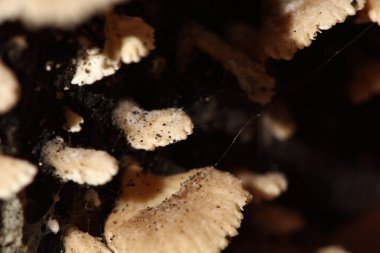 Yağmur mevsiminde küçük beyaz mantarlar, yerdeki eski nemli ahşap, mantar makro fotoğrafçılığı, seçici odak, bulanıklık...