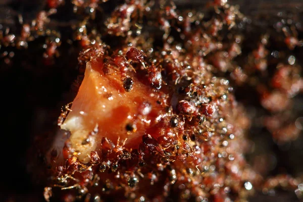 Bir Grup Kırmızı Karınca Ahşap Zeminde Yiyecek Taşımak Için Ele — Stok fotoğraf