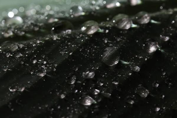 Chuva Pesada Cair Para Baixo Folha Grande Verde Jardim Conceito — Fotografia de Stock