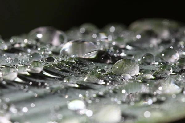 Heavy Rain Fall Green Big Leaf Garden Concept Tropical Area — Stock Photo, Image