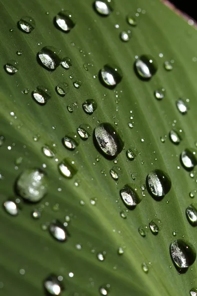 Heavy Rain Fall Green Big Leaf Garden Concept Tropical Area — Stock Photo, Image