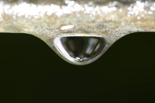 Big Morning Dew Water Daldan Düşmek Üzere Konsept Sadece Tropikal — Stok fotoğraf