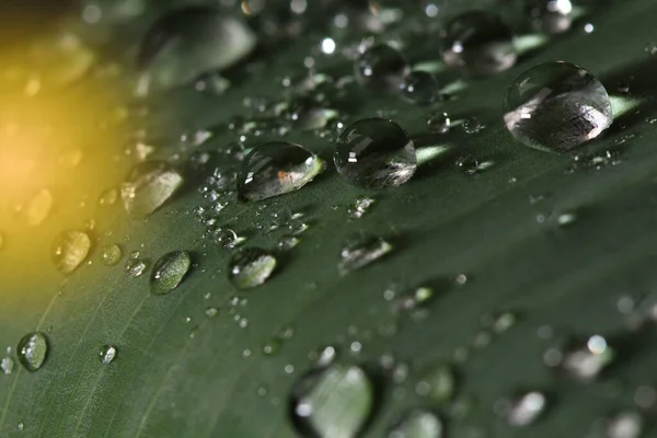 Heavy Rain Fall Green Big Leaf Garden Night Time Concept — Stock Photo, Image