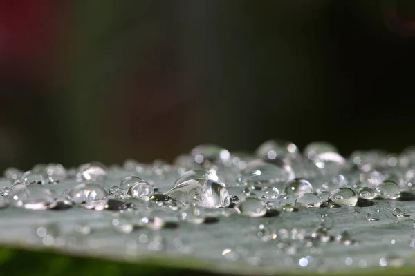 大雨の庭で緑の大きな葉には コンセプトの熱帯地域だけと露ので 選択的なフォーカスを閉じると いくつかの部分をぼかす美しいままに落ちる — ストック写真