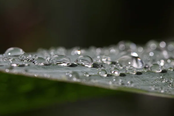 Проливной Дождь Падает Зеленый Большой Лист Саду Концепция Тропической Области — стоковое фото