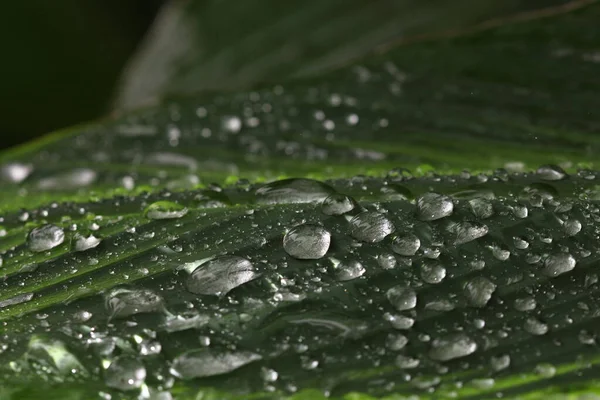Silný Déšť Padá Zelený Velký List Zahradě Pouze Koncept Tropické — Stock fotografie